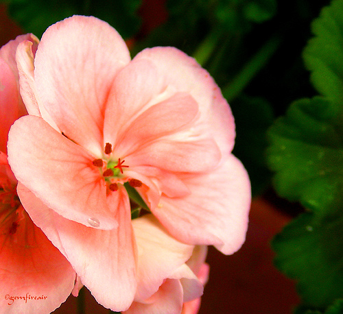 Pelargonium Graveolens